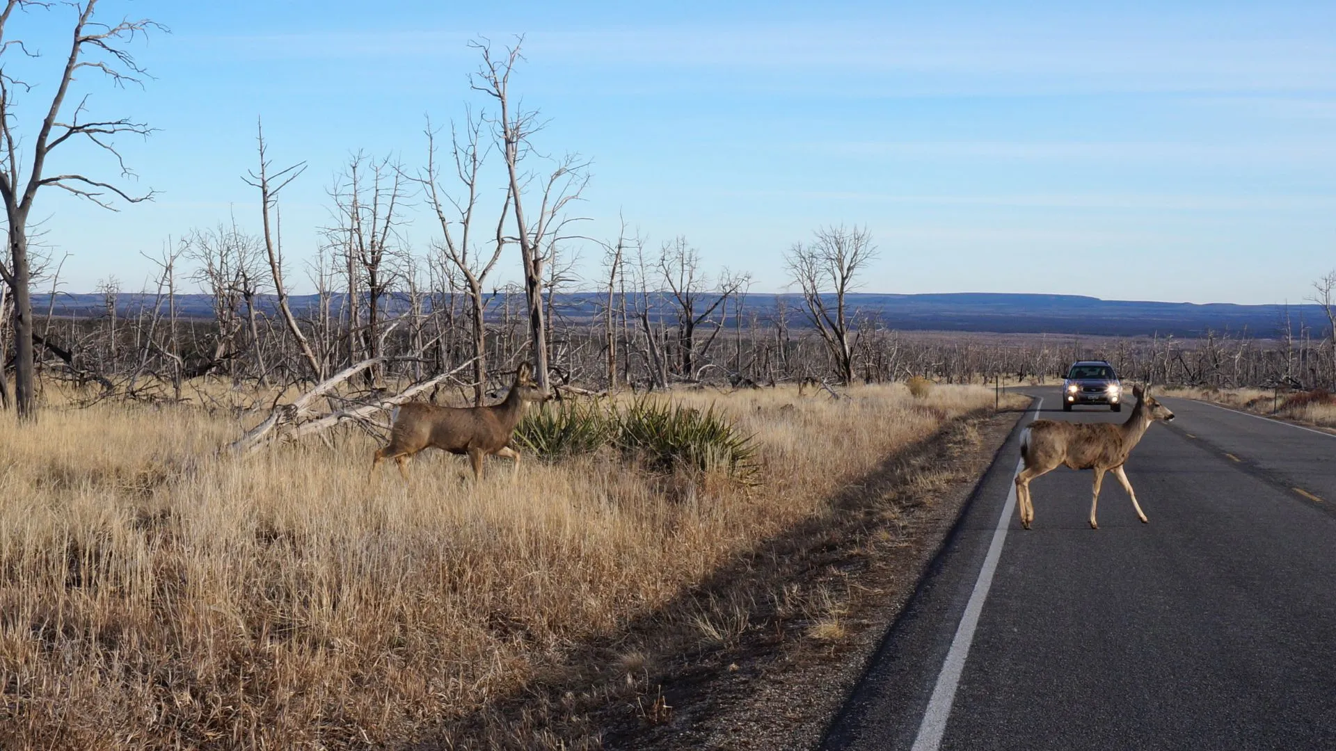 Does Car Insurance Cover Hitting A Deer? Beem