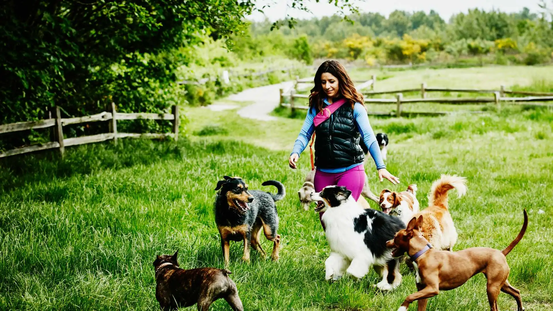 How to Save on Pet Costs: Vet Timing, Food Hacks, and Insurance Math