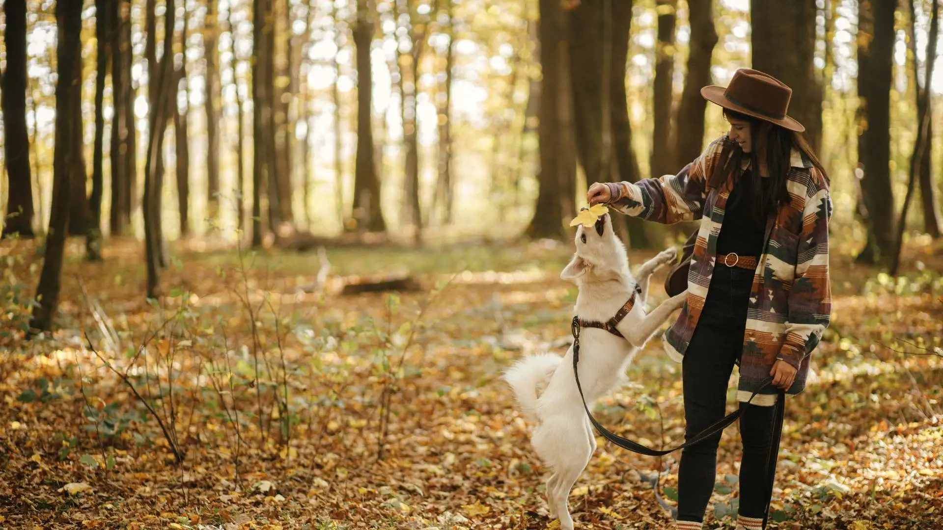 Pet Halloween Costumes on a Budget Best Tips [2024] Beem