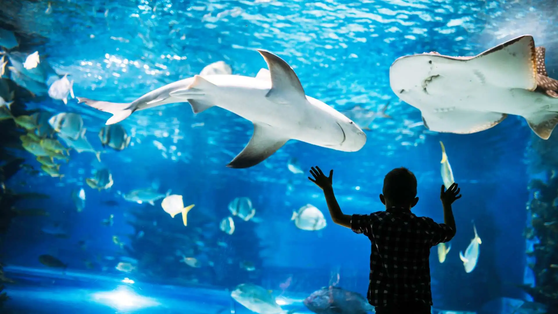 Does An Aquarium Job Make Good Money?