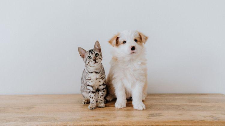 Why being a dog mom or a cat mom is great for your mental health